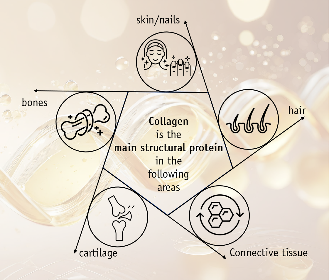 Collagen Pulver